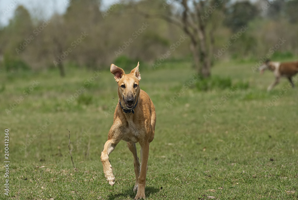 Happy greyhound/ galgo running on a field in aummer in Argentina Happy greyhound/ galgo running on a field in aummer in Argentina