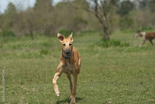 Happy greyhound  galgo running on a field in aummer in Argentina