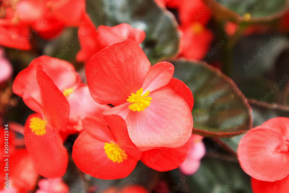 Obraz premium red begonia flower in garden