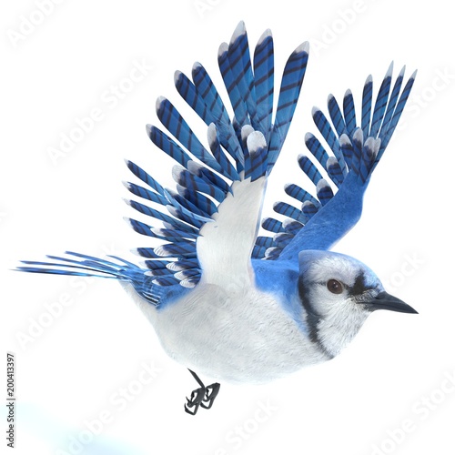 3d illustration of a Blue Jay bird