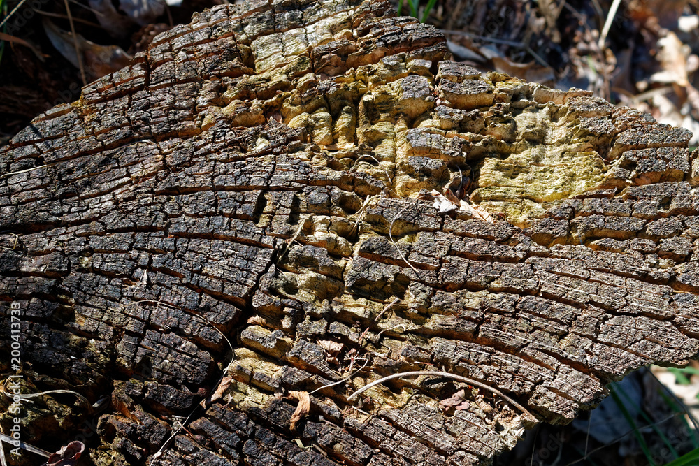 Wooden stump in spring forest, good for meditation and mind cleaning Wooden stump in spring forest, good for meditation and mind cleaning