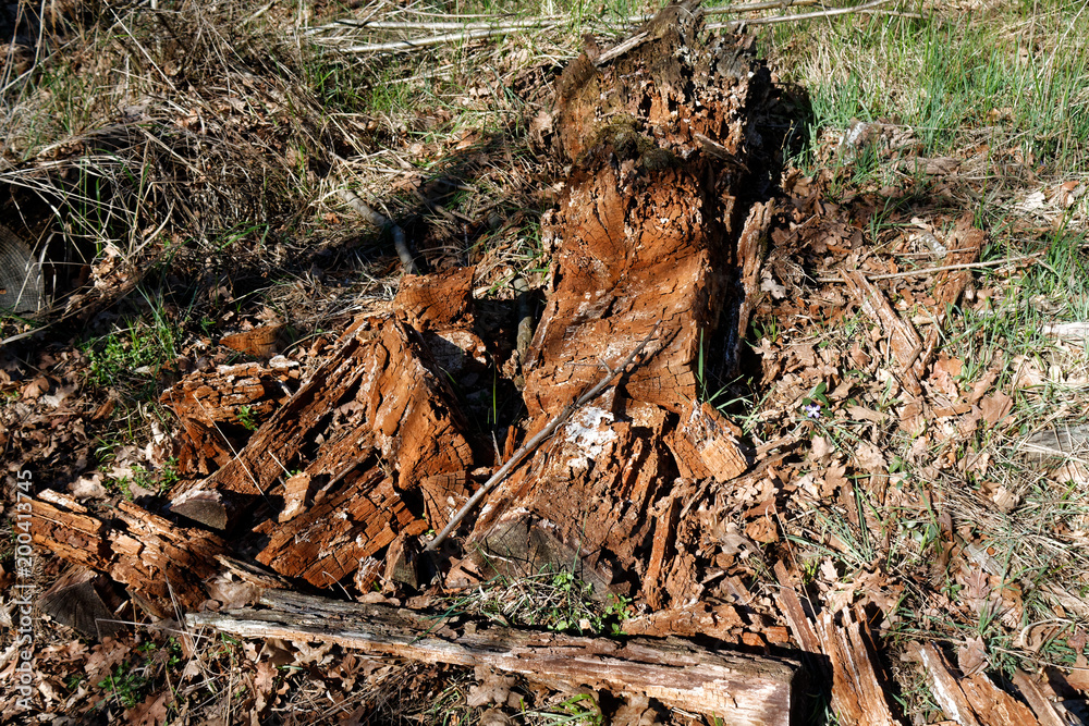 Wooden stump in spring forest, good for meditation and mind cleaning Wooden stump in spring forest, good for meditation and mind cleaning