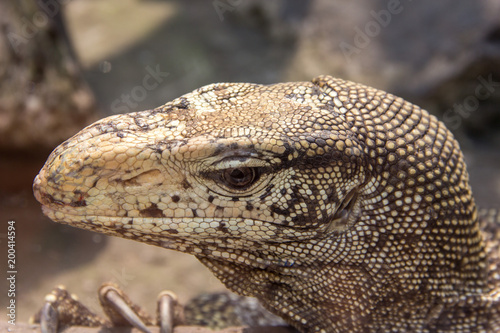 Varanus salvator  common water monitor close-up.