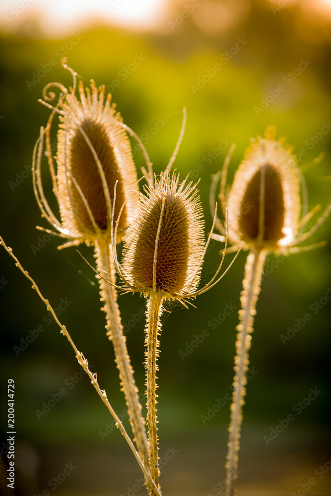 Obraz premium Dried Thistle In Sun