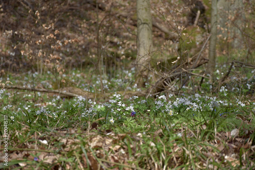 Anemone blooms in spring  fallen beech leaves.