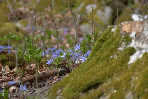 Anemone hepatica. Hepatica nobilis blooms in the forest for moss. © faraonvideo