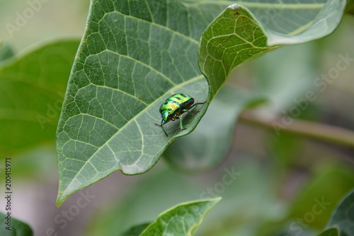 Shining colourful Insect sitting in a Leaf