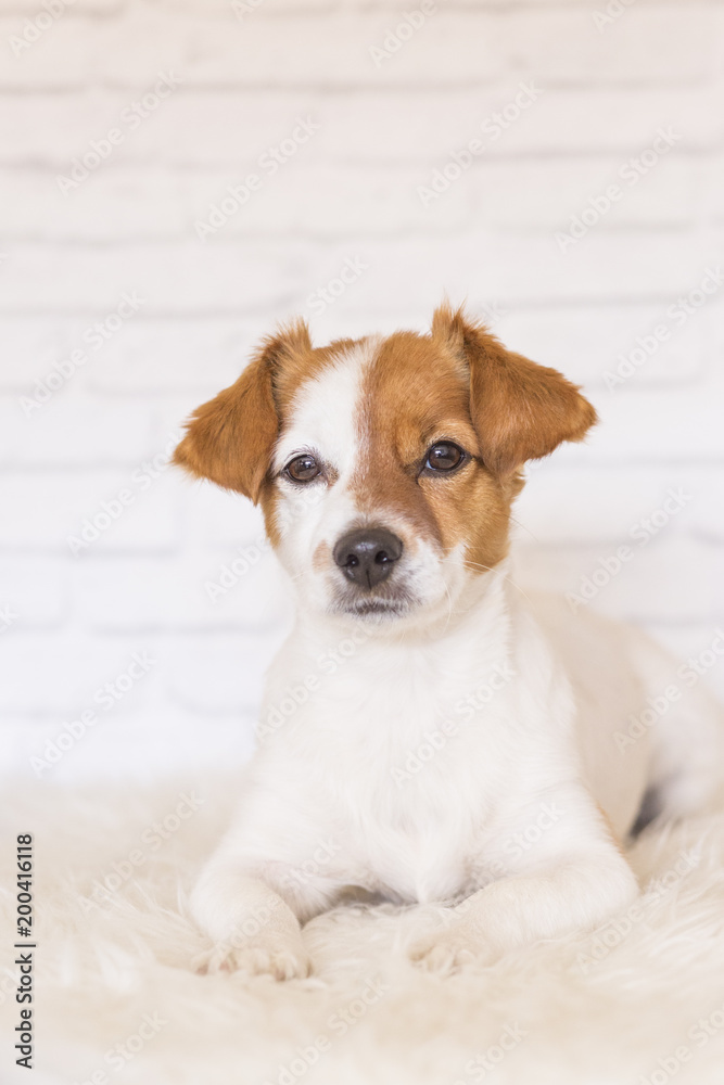 portrait of a beautiful small dog lying on a white blanket and looking at the camera. White bricks background. Cute dog. Pets indoors. LIfestyle