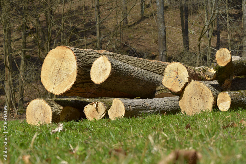 Pile of cropped trees, background deciduous forest in spring Pile of cropped trees, background deciduous forest in spring