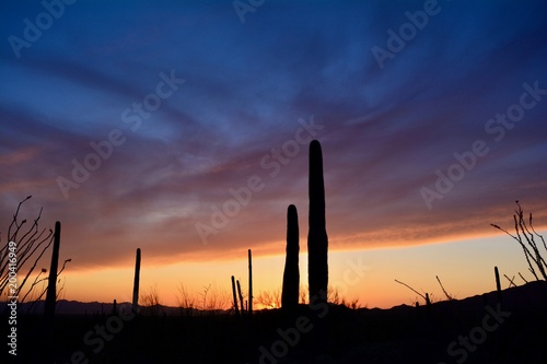 Arizona Sunset Saguaro Cactus Sky Trees Silouhette