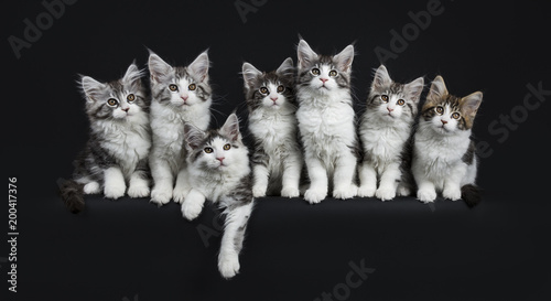 Row of seven black tabby with white Maine Coons cats / kittens sitting / laying and looking to camera isolated on black background photo