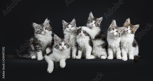 Funny row of seven playing black tabby with white Maine Coons cats / kittens looking to camera isolated on black background