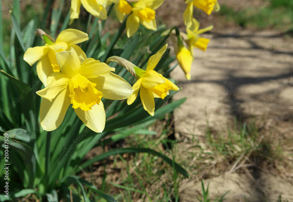 Close up of yellow blooming daffodils outdoors Close up of yellow blooming daffodils outdoors