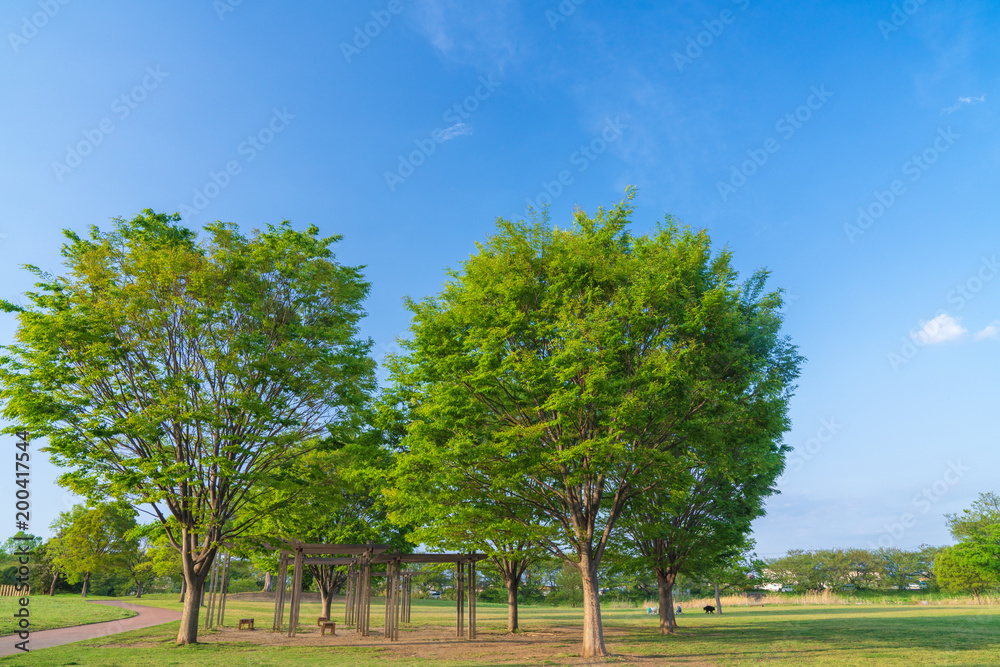 Fototapeta premium 【公園素材】爽やかな公園イメージ