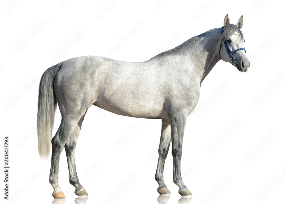 The gray purebred Arabian horse stand isolated on white background. side view