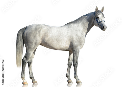 The gray purebred Arabian horse stand isolated  on white background. side view