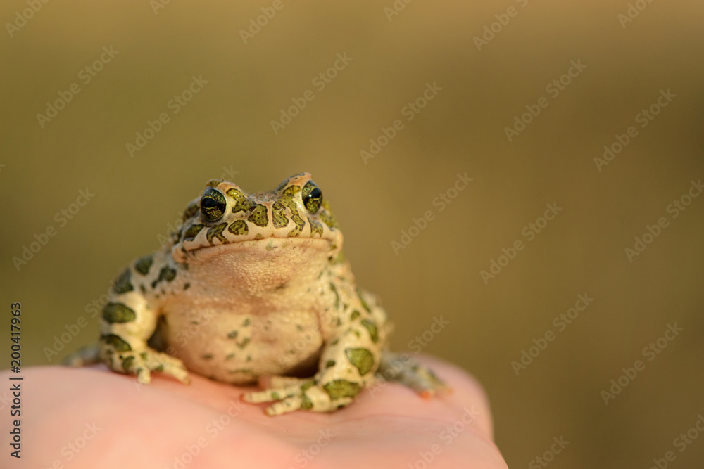Obraz premium European Green Toad (Bufo viridis) sitting on a hand