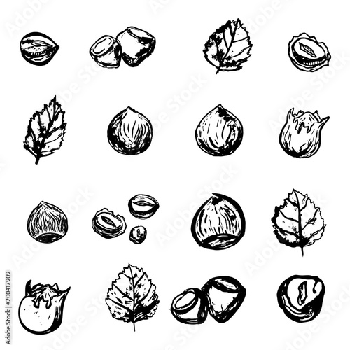 Hazel nut grunge set. Isolated hazelnuts healthy food. Natural walnut snack with leaves. Organic collection