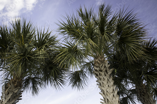 Skyward view of tall palm trees against a blue sky  Florida