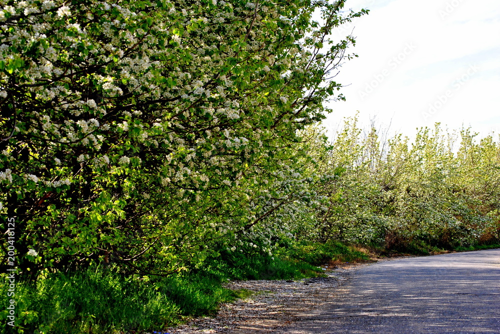 Manzanos en flor, fondo verde natural
