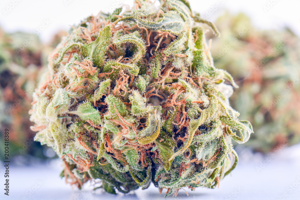 Medical marijuana bud isolated on white background. Therapeutic and medicinal cannabis weed