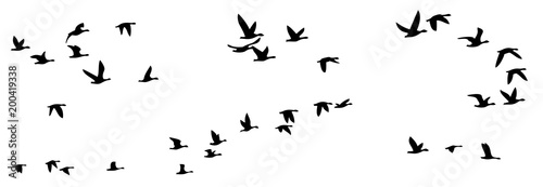 Flight of birds. © designer_an