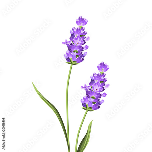 Lavender elegant card. Lavender flowers in closeup. Bunch of lavender flowers isolated over white background. Vector illustration.