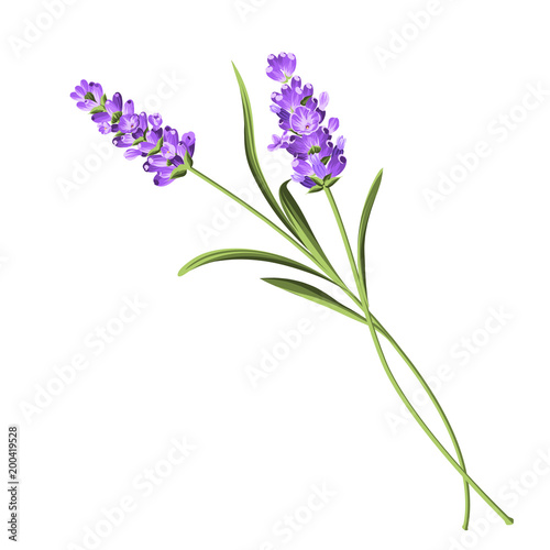 Fototapeta Naklejka Na Ścianę i Meble -  Lavender elegant card. Lavender flowers in closeup. Bunch of lavender flowers isolated over white background. Vector illustration.