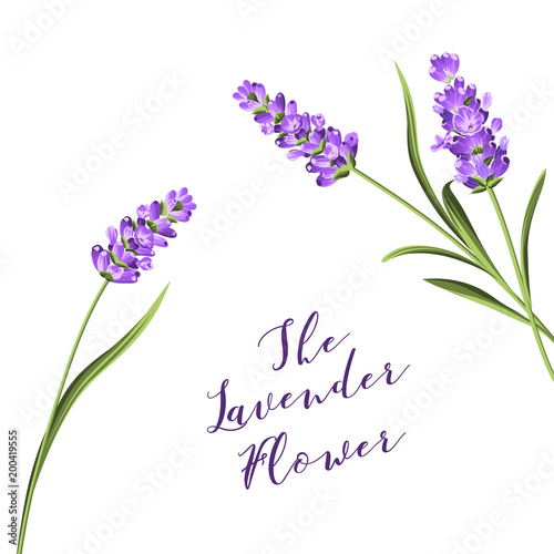 The lavender wreath with bouquet of flowers and text. Lavender blossom for marriage invitation. Frame with lavender flowers. Vector illustration.