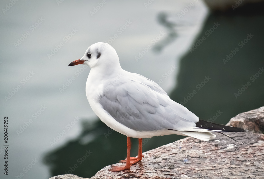 Obraz premium Seagull in Ohrid