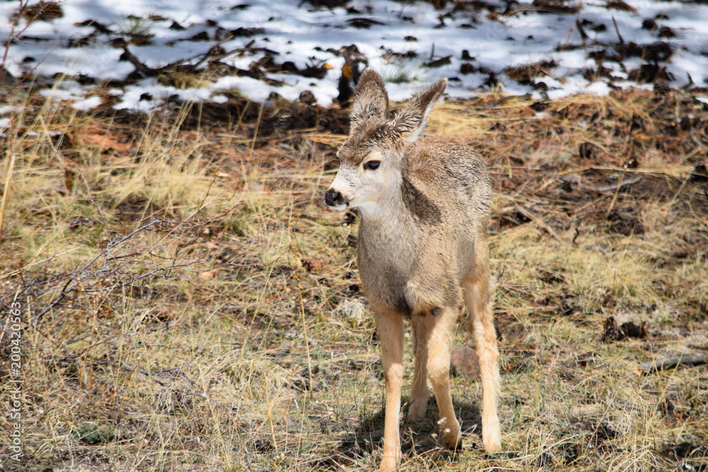 National Park Deer