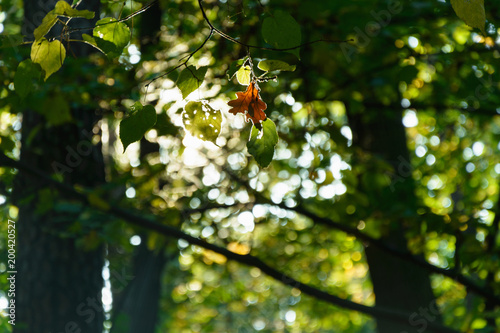 green leafs on sunny day in park on autumn time