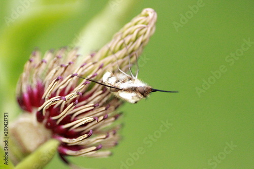 LE GRAND BOMBYLE photo