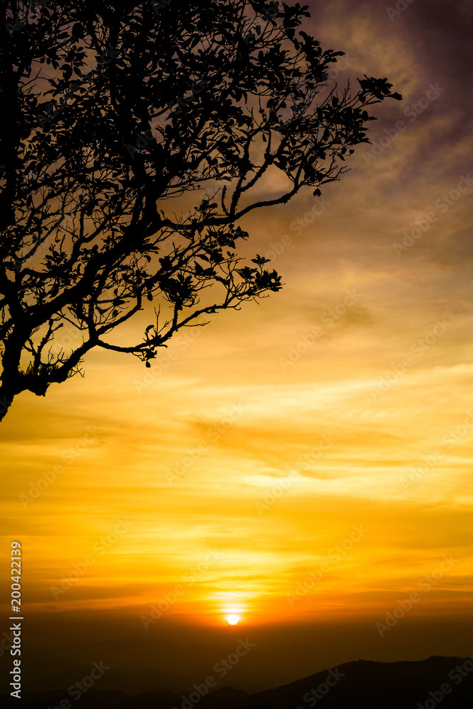 Silhouettes of the tree in sunset
