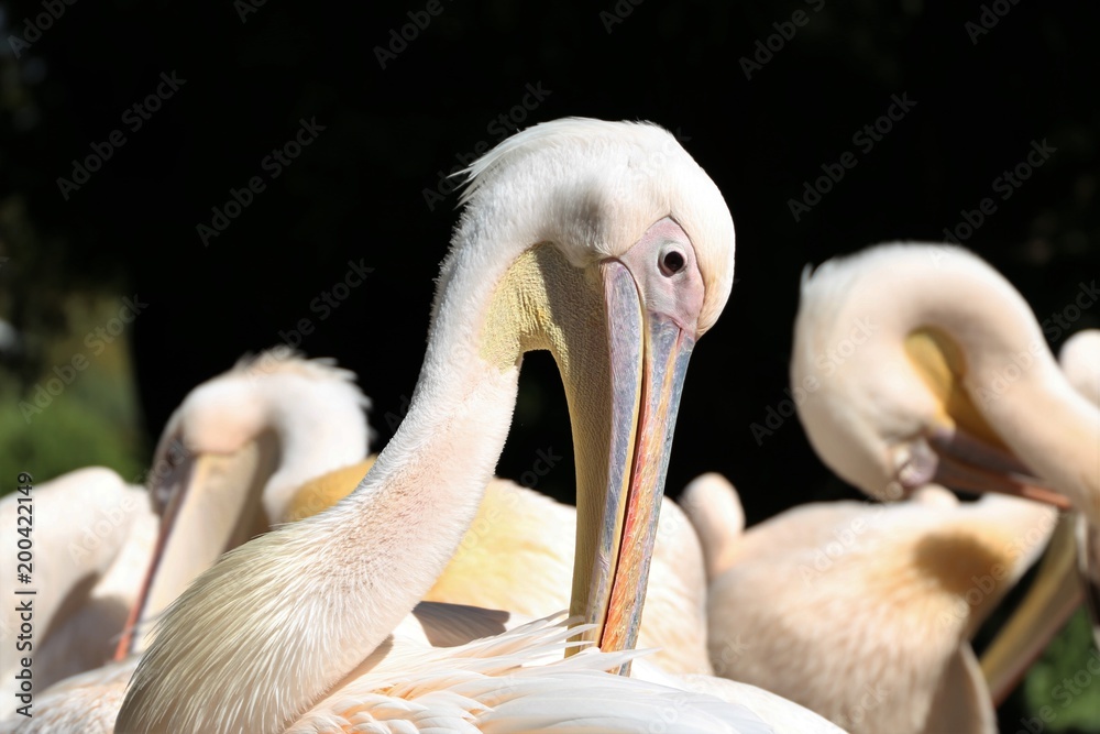 Great white pelican (Pelecanus onocrotalus)
Great white pelican (Pelecanus onocrotalus)