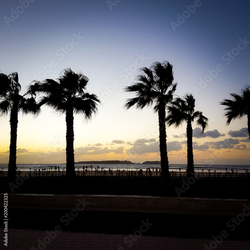 Palms on sunset