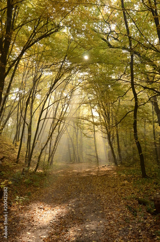 Fototapeta Naklejka Na Ścianę i Meble -  Morning mist and golden autumn