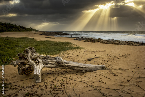 Driftwood