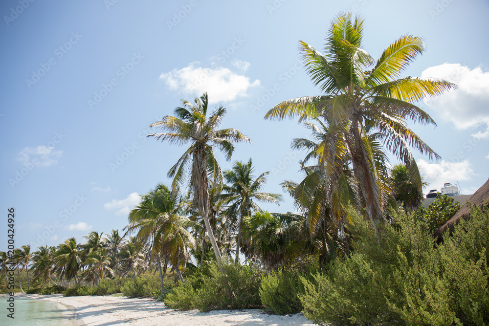 Palm tree island paradise coconut utopia blue sky vacation travel