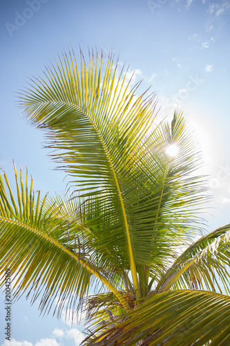 Tropical Caribbean Mexico Beach Life warm sand palm tree Contoy Island © Paul Retherford