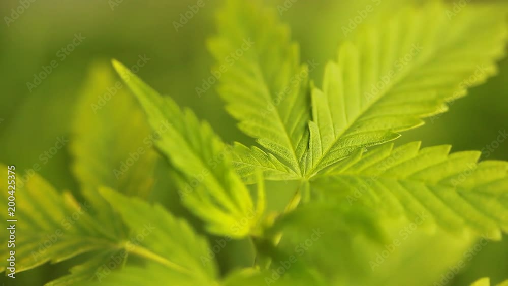 green leaves of a growing cannabis hemp plant medical green leaves of a growing cannabis hemp plant medical