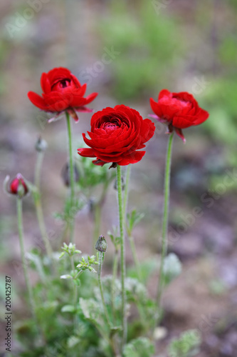 真っ赤なラナンキュラス