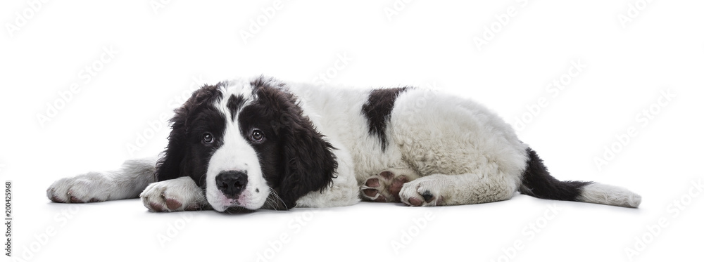 Adorable black and white Landseer puppy standing laying down side ways with head on paws isolated on white background while looking very bored Adorable black and white Landseer puppy standing laying down side ways with head on paws isolated on white background while looking very bored