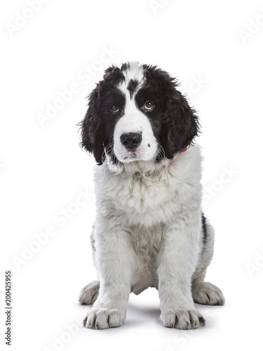 Fototapeta Naklejka Na Ścianę i Meble -  Adorable black and white Landseer puppy standingsitting straight up isolated on white background while looking very guilty