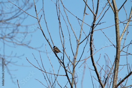 Male Common reed bunting  Emberiza schoeniclus  sitting on bare spring branches against clear blue sky