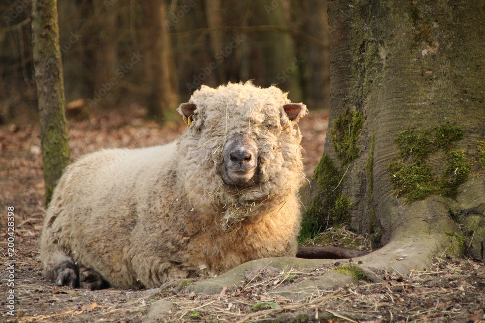 Fototapeta premium Schaf,Sheep