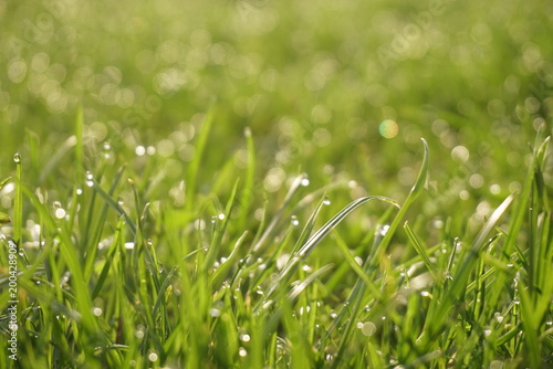 Fresh green grass with dew drops closeup. 