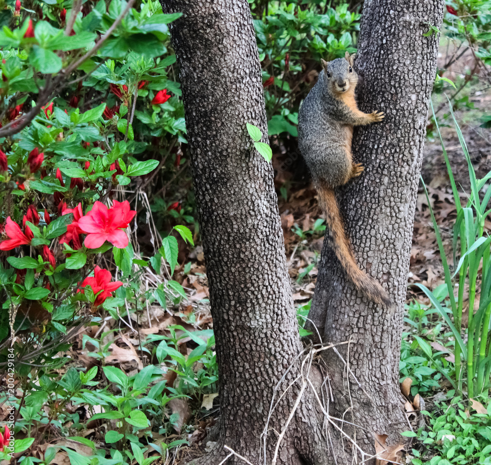 Heres Looking At You - squirrel on tree trunk staring into camera in front of azeleas