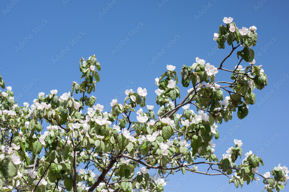 spring blooming flowers background spring blooming flowers background