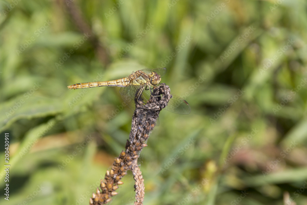 Dragonfly sits on dry branch on a background of green grass Dragonfly sits on dry branch on a background of green grass